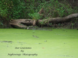 St Martin Parish - Cypress Island - Lake Martin   baby gators