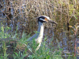 St Martin Parish - Cypress Island - Lake Martin  Night Heron