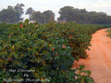 Rapides Parish - Meeker -  cotton blossoms  