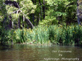 Rapides Parish - Gardner - Valentine Lake Louisiana iris   