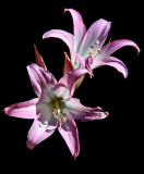 Same Naked Ladies, but a day older