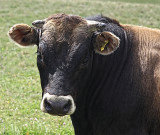 Young Jersey Bull