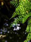 Small ferns