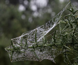 Spider Web in the Fog
