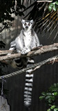 Lemur - there are 2 there together