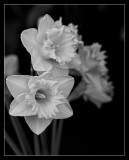 Daffodils - #31
