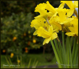 Daffodils from a friend