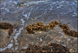 Seaweed among the Flotsam and Jetsam