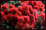 New Zealands Christmas Tree