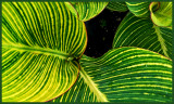Canna lily