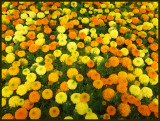 Marigolds