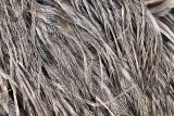 Emu Feathers