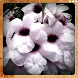 Bower Of Beauty
