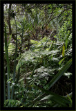 Native NZ Bush