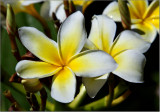 One of my favourite flowers