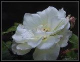 Iceberg Rose
