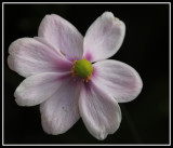 Ageing pink Japanese Anemones