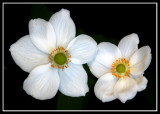 Ageing white Japanese Anemones