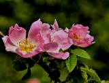 Wild Roses