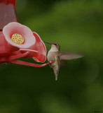 colibri