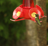 colibri