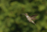 colibri