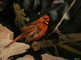 cardinal rouge