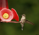 colibri