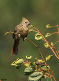 cardinal rouge