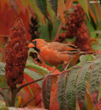 cardinal rouge