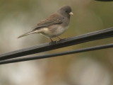 junco ardoise