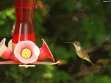 colibri