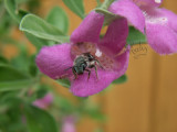 Halictid Bee   201