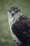 Ferruginous Hawk  014