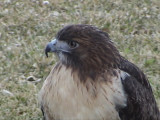 Red-tailed Hawk  002