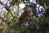 Red-shouldered Hawk on nest   b