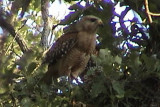 Red-shouldered Hawk on nest   c