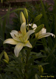 White Tiger Lily