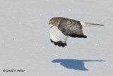 Northern Harrier 9