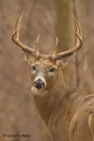 White - tailed deer  2 ( re-edit )  