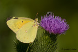   Orange Sulphur & the Bee  