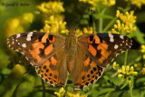   Painted Lady   2
