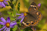  Common Buckeye 