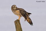   Short - eared Owl   20