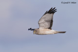   Northern Harrier   42