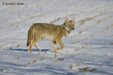   Coyote 