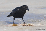   Crow 