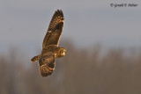   Short - eared Owl  12  ( re - edit )