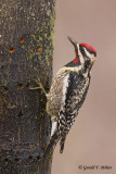 Yellow - bellied Sapsucker  10 