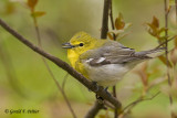   Yellow - throated Vireo   2